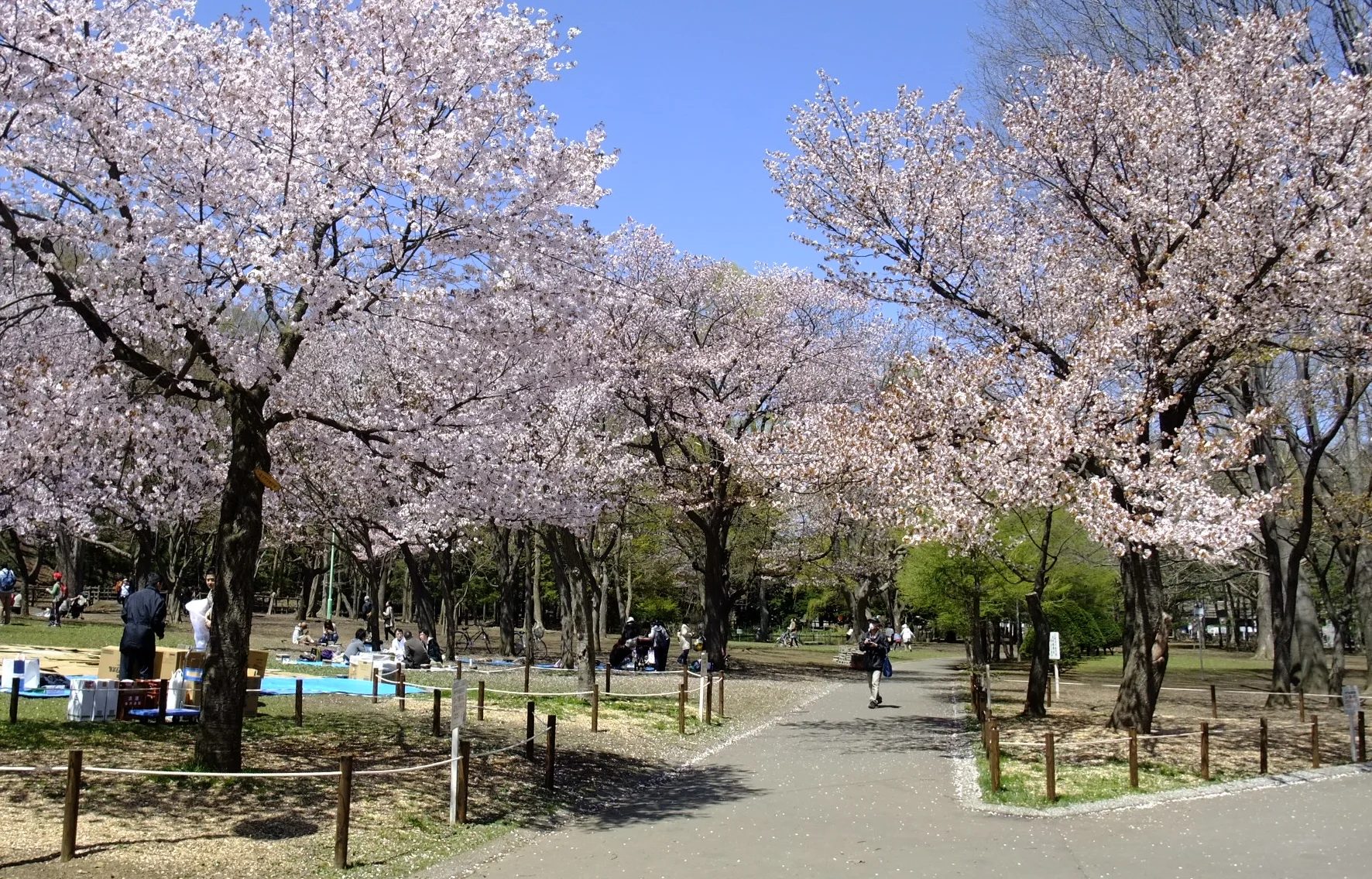 일본 벚꽃 하나미 피크닉 풍경 마루야마 공원