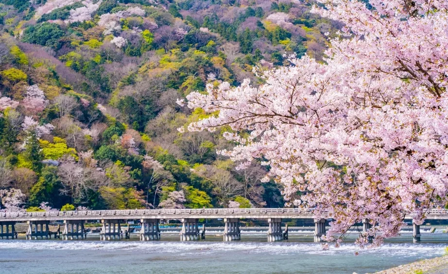 아라시야마 도게츠교 만개 풍경